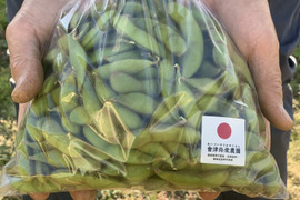 【期間限定】甘い！自然栽培枝豆『音更大袖振大豆』（500g×3p）
