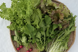 【クリスマスは豪華に時短‼️】サラダセット4〜5種類入り🌱UCHIPONIFARMからのクリスマスプレゼント🎁