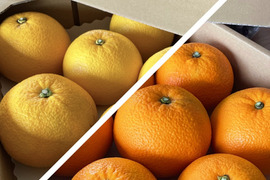 【送料500円引き】 はっさく🟡 & 紅はっさく🟠 食べ比べ2箱セット Lサイズ以上　各種8〜11玉入り 八朔　紅八朔