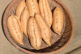 栗こがねＳ～Lサイズ(2.5㌔)
