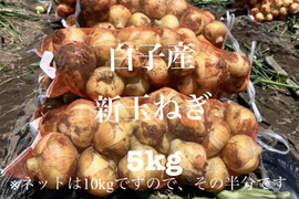 伝票届き次第すぐ発送　千葉県白子産　新玉葱　5kg 白子玉ねぎ
