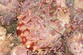 今が旬■天然活ホヤ3kg■