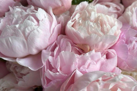日付指定不可】 農家直送！芍薬(シャクヤク）滝の粧 10本セット