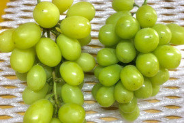 家庭用シャインマスカット　ふくおかエコ農産物認証　２kg詰め　もぎたて発送！