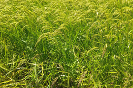 農薬・肥料不使用 幻の米　亀の尾 5kg