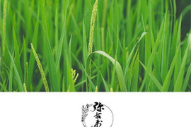R3年産 酒粕堆肥米コシヒカリ(23㎏)