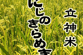 金賞受賞農家が作る家庭用米　【立神米にじのきらめき】　5キロ