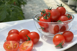 甘くて濃厚！『知多アモーレトマト』（まとめ買い人気め250gｘ8p）