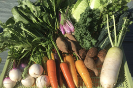 できるだけ定番野菜セット・SSサイズ（５点・80サイズ）　＜農薬・化学肥料不使用＞