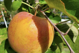 《予約商品》１１月上旬  訳あり ぐんま名月  3キロ箱 7～11玉 長野県産