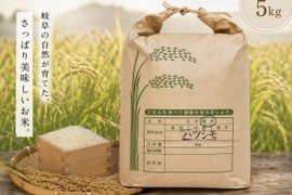 岐阜のお米「ハツシモ」 玄米20Kg 令和7年産 自家生産でこだわりあり！岐阜 ハツシモ 令和7年産 玄米10Kg🌾：岐阜県