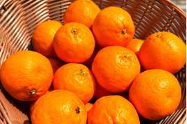 【予約】つぶつぶジューシーな果肉！広島県佐木島のはるみみかん7㎏【農薬・除草剤不使用】