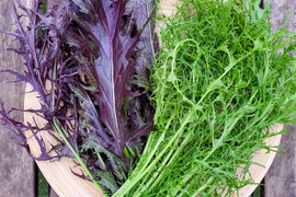 【辛～い】サラダからし菜２色セット(1kg)農薬不使用