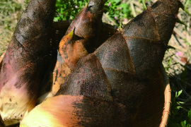 【４月限定！朝どれ】孟宗竹たけのこ４kg