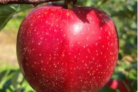 深い濃い紅！岩手江刺産【紅いわて】★家庭用５㎏