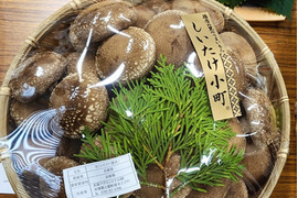【贈答用】兵庫県産生しいたけ　「しいたけ小町」　たっぷり1300ｇ