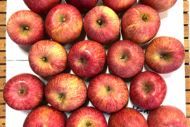 【予約商品　りんご】木成り完熟りんご「サンふじ家庭用5ｋｇ」福島産『旬』
