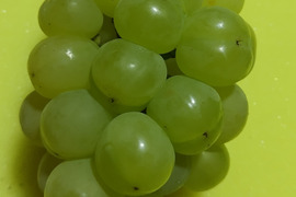 棚田で育てた🍇岡山県産瀬戸ジャイアンツ（ご家庭用・２ｋｇ）