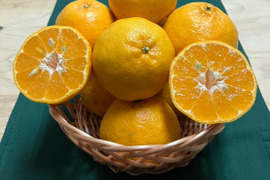 鹿児島県産「うんまかぁポンカン」箱込み2kg