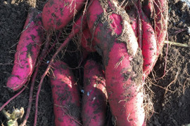 冬の楽しみ＊甘～い！紅はるか3kg～農薬/化学肥料・不使用