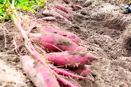 自然栽培！完熟紅はるか！１０kg