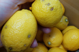 ちびレモン【超訳あり】5kg（箱込）