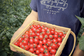 【ご自宅用】甘み・旨味・酸味にこだわったミニトマト「フラノルージュ」3キロ