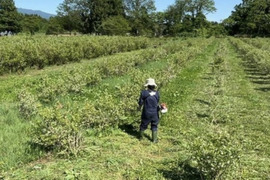【採れたて！】道産自然栽培ズッキーニ・2kg （草の力だけで栽培したこだわりの無肥料野菜）