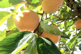 ※12/1までのお届けまずはお試し！【ご自宅用/３kg】吉野の富有柿/〜豊かな土と太陽から〜自然な甘みとみずみずしさが違います！