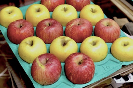 信州産【ふじ、シナノゴールド】完熟りんご食べ比べセット(10kg)