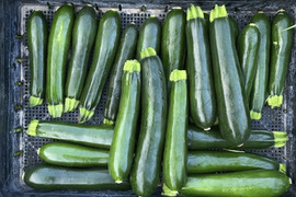 【菌ちゃん農法】朝採れ! ズッキーニ 和歌山県産 2kg 化学肥料・動物性肥料・農薬不使用
