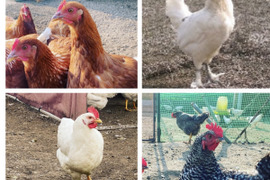 🉐青空飼育【富士の極卵】4種類の純国産鶏60個食べくらべ