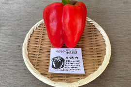 色鮮やかで肉厚！赤パプリカ 1個 (約150g)