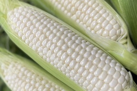 ❗️朝採り❗️白いおおもの！！とうもろこし　10本
