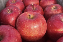 《予約商品：11月中旬～》 訳あり サンふじ 10キロ箱 24～36玉 長野県産