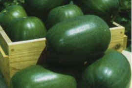 健康野菜 姫冬瓜5玉約10キロ