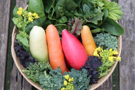 テーマは『カラフル&珍しい』野菜セット～冬～(野菜6種類入り)農薬・化学肥料不使用