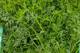 人参の葉っぱだけ1ｋｇ★農薬・化学肥料不使用