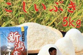 新米　令和7年産　新潟県産　こしいぶき  白米  5キロ  　お米　(61)