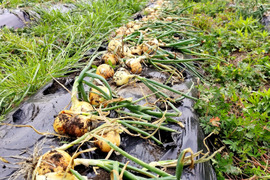 まるごとおいしい！愛情たっぷり、肥料、農薬不使用の自然栽培新玉ねぎ(5㎏)