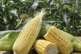 産地限定！生でも食べられる！きみひめとうもろこし10本