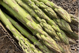 【予約販売】香川県産アスパラ　Mサイズ1キロ「さぬきのめざめ」