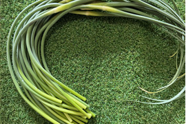 今が旬！にんにくの芽　群馬県産　有機肥料栽培　除草剤　消毒剤無使用