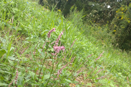野草「イヌタデ」別名「アカマンマ」生葉☆可愛いピンク色の花部を料理の彩りに☆畑内の管理された場所でのイヌタデ🌿10本以上🏣ゆうパック