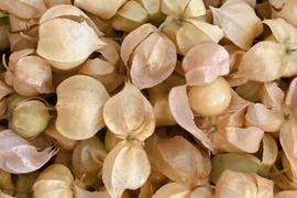 ゴールデンベリー 食用ほおずき 300g