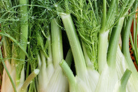 富山県産 フェンネル フィノッキオ 約1kg