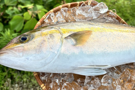 冷凍‼️血抜き済活け〆天然カンパチ！鮮度抜群！片身入り(2分の1)