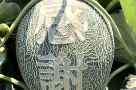 10名限定【完全予約制】名前入りメロン　（ペルルメロン）