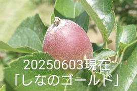 2025年予約販売始めます！「シナノゴールド約5kg入り」スタッフお薦め　ゴールデンデリシャスと千秋の交配種/2品種の良い所どり・瑞々しく　｢パリッとシャリ感最高」です。