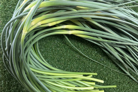 今が旬！にんにくの芽　群馬県産　有機肥料栽培　除草剤　消毒剤無使用